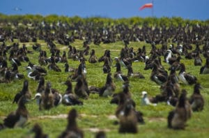 Albatrosses on Midway Atoll