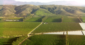 California Agriculture