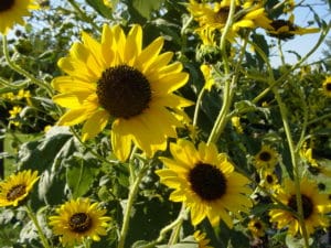 Native Kansas Sunflower