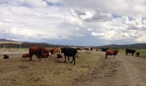 Nevada Cattle