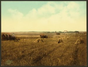 South Dakota Harvest 1898