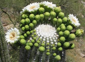 Saguaro Cactus in Flower