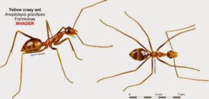 Anoplolepis Species Ants