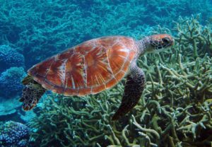 Green Sea Turtle at Palmyra Atoll NWR