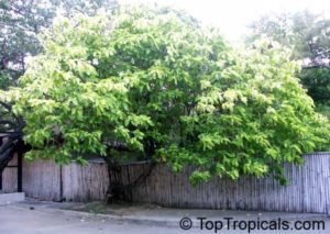 Pisonia Tree