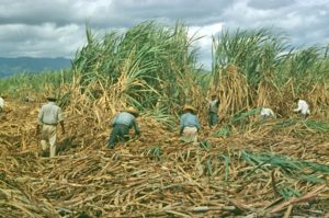 Sugarcane in Puerto Rico 1940s