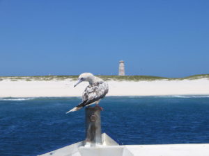 Red Footed Booby on Baker Island