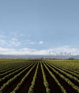 Argentine Agriculture