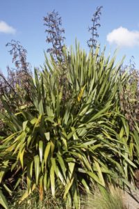 New Zealand Flax Plants