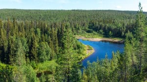 Finnish Forest 1