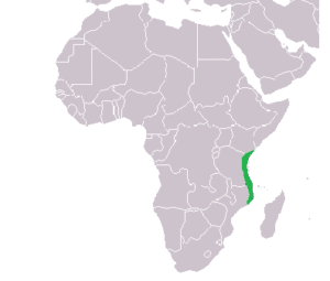 Kenya 5