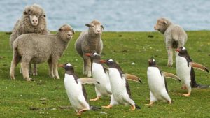 Falkland Islands 3